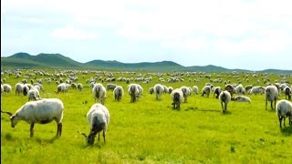 🐏 sheep herding [upl. by Ynabe]