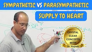 Sympathetic vs Parasympathetic Supply to Heart 🫀 [upl. by Feldstein35]