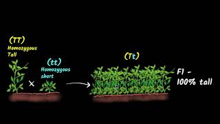 Mendels experiments Law of dominance amp segregation  Biology class 10  Khan Academy [upl. by Ikkaj599]