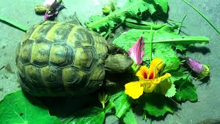 Mediterranean Tortoise Diet [upl. by Sacha]