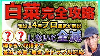 【白菜の育て方】種まき～苗植え～収穫まで、絶対失敗したくない必見！！よく育つ方法を初心者でも分かりやすくお伝えします！ [upl. by Aliak733]