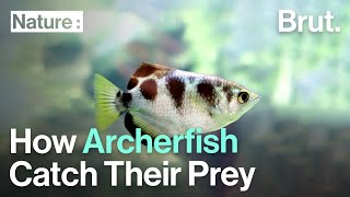 How Archerfish Catch Their Prey [upl. by Schmidt]