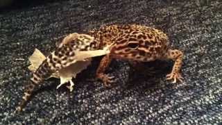 Leopard Gecko Shedding Skin [upl. by Apps746]