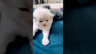 Persian kittens for sale  Persian cats sale in chennai cat persiancat shortsfeed shorts short [upl. by Borg]