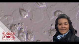 The Hidden World of Parasites  Beth Okamura [upl. by Ycniuq]