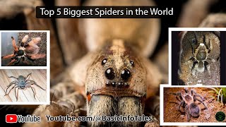 The Worlds Largest Spiders  Unveiling Natures Giants [upl. by Stefan]