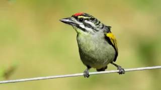 Birding in the Eastern Cape South Africa Redfronted Tinkerbird revised and extended [upl. by Chien]