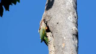 Bluenaped Parrot Philippine endemic Bird [upl. by Nera]