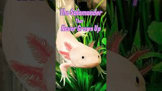 The Axolotl The Salamander That Never Grows Up axolotl axolotls salamander facts shorts [upl. by Alister]