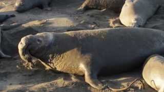 Elephant Seal Rookery [upl. by Rausch802]