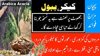 Kikar ke pechan  Kikar ke fayde  BaboolAcacia tree benefits  Gond kikar ke fawaid [upl. by Ainitsirhc]