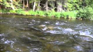 Fly Fishing Report for the Upper Connecticut RIver in Pittsburg NH [upl. by Arabella]