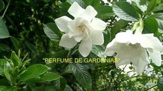 Alberto Granados  Perfume de gardenias  Colección Lujomarwmv [upl. by Daffodil]