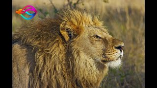 Photo Mirage  Lion Cinemagraph [upl. by Kenneth]