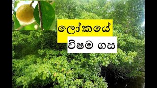 World Most Dangerous Tree Manchineel Tree  Sinhala  Aruna Namal [upl. by Anot]