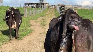 Helping cows with a calving problemA farm story during calving seasonCountry livingPROMDIBOY [upl. by New]