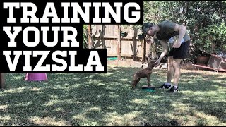 How To Train Your Vizsla Puppy [upl. by Anaira]