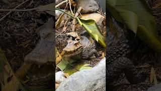 Look at this Amazing Dwarf Caiman Enclosure  So Realistic alligator reptile lizard crocodile [upl. by Rew]