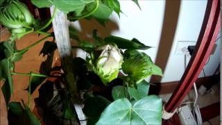 Cotton Boll Opening Timelapse [upl. by Anitrebla]