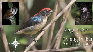 Bird Watching at Assam  Maguri amp Dehing Patkai National Park Birds BirdWatching BirdsOfIndia [upl. by Mandle502]