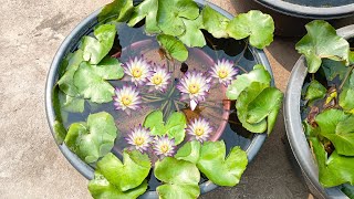 🔥How to Repot Tropical water lily plant in a container [upl. by Iba]