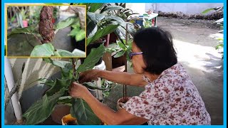 PROPAGATING FIDDLE LEAF FIG TREEROOT HORMONEBEST RESULTANNASOULLIFE [upl. by Refotsirk]