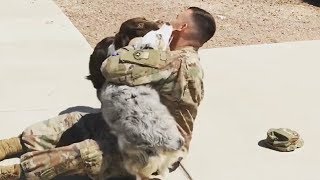 Ecstatic Dogs Welcome Home Their Owners After Being Away  Funny Dogs 2019 [upl. by Nosyaj]