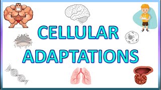 Cell Adaptations  Pathology  Hypertrophy Hyperplasia Atrophy amp Metaplasia [upl. by Bala]