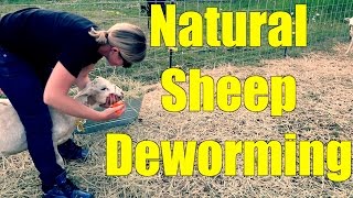 Deworming Sheep the Natural Way [upl. by Yemrej]