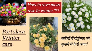 HOW TO SAVE PORTULACA IN WINTER  MOSS ROSE CARE TIPS  9 O CLOCK PLANT CARE🌱🌼 [upl. by Ekul]