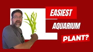 Why Vallisneria Is the Ultimate Easy Aquarium Plant [upl. by Arakahs]