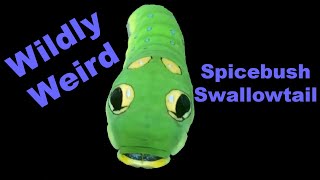 Surprisingly Strange Spicebush Swallowtail [upl. by Hollington]