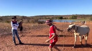 BRUTINHO FOI DESAFIADO A MONTAR NO CAVALO BRAVO  VEJA OQUE ACONTECEU [upl. by Dyol434]