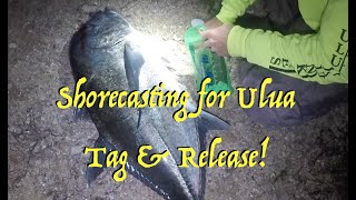 Shore Casting for Ulua  Giant Trevally  Fishing In Hawaii [upl. by Tacye]