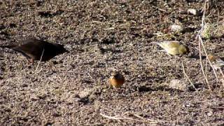 Brambling [upl. by Mcgruter46]