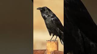 Can ravens really mimic human speech facts wildlife animalscrow ravens [upl. by Ahsatel]