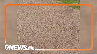 Colorado golf club reopens after closure due to hail [upl. by Wildee]