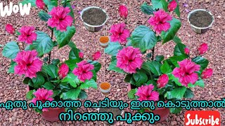 ചെമ്പരത്തി നിറഞ്ഞു പൂക്കാൻ ഈ മാർഗ്ഗം പരിക്ഷി  Kerala garden ideas for home Malayalam  hibiscus [upl. by Bertina]