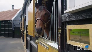 First Foals For Cracksman [upl. by Engedi726]