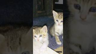 Cute Kittens Basement Catventures cat thecatmamachannel cutecat catcare kitten catsgarden [upl. by Shurwood]