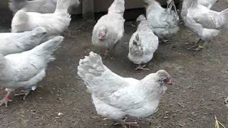 LAVENDER ARAUCANA LARGE FOWL FROM CHESHIRE POULTRY [upl. by Airotal646]