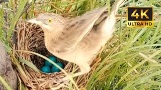 Some birds lay eggs in nestsAnd face the storms [upl. by Iclek21]