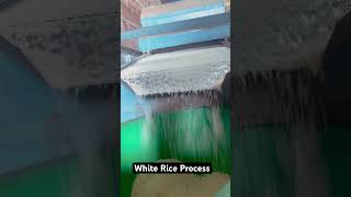 White Rice Process lindaandhighlandnature rice brokenrice countryside [upl. by Stamata]