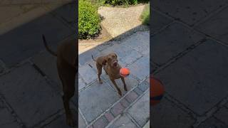 Playing catch with a VIZSLA vizsla huntingdog vizslapuppy [upl. by Aoht751]