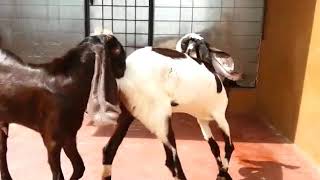 5 months old jamunapari goat kids for sale 9035010289 [upl. by Harsho112]