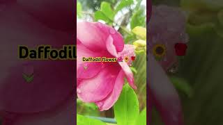 I daffodil flower l trending viralvideo shorts gardenflower garden naturedaffodil [upl. by Lyris]