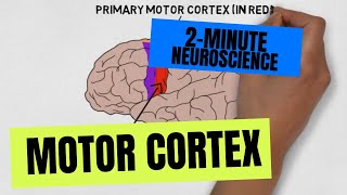 2Minute Neuroscience Motor Cortex [upl. by Horst491]