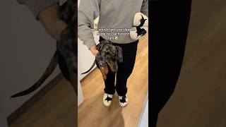 I thought I got a Dachshund but these slippers are so cute🥹🐾 dachshund slippers gift [upl. by Kyrstin]