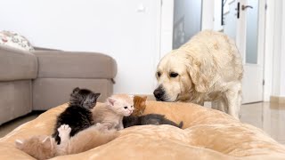 Golden Retriever Reacts to Baby Kittens in his Bed [upl. by Sigismond]