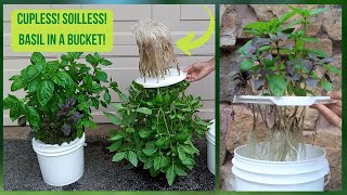 The EASIEST Way To Grow BASIL CUPLESS SOILLESS Hydroponic Basil Kratky Method [upl. by Amend]